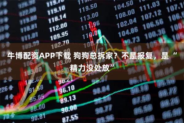 牛博配资APP下载 狗狗总拆家?不是报复,是 “精力没处放”